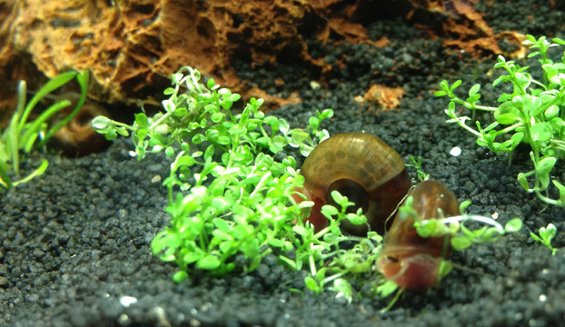 Die ersten Bewohner im Nano Aquarium: Schnecken
